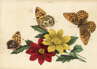 Queen of Spain Fritillary, Dark Green Fritillary, and Silver-washed Fritillary by Unknown